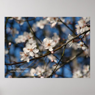 Poster Fleurs de cerisiers roses
