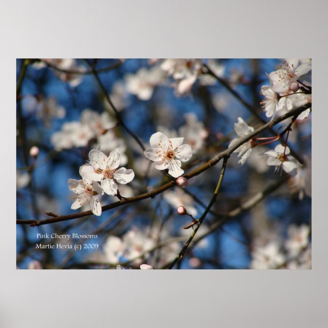 Poster Fleurs de cerisiers roses (Devant)