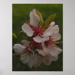 Poster Fleurs de cerisiers roses Photo florale