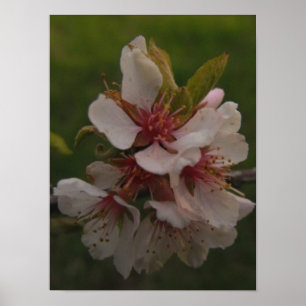 Poster Fleurs de cerisiers roses Photo florale