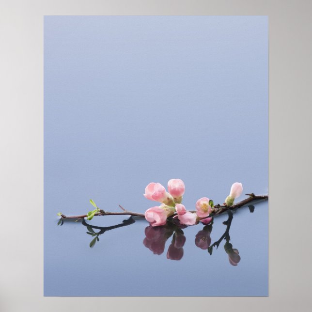 Poster Fleurs de cerisiers sur l'eau (Devant)