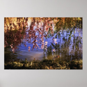Poster Fleurs de cerisiers sur un étang