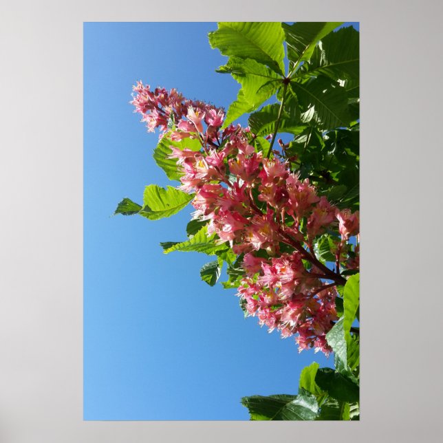 Poster Fleurs de châtaigniers en fleurs au printemps (Devant)
