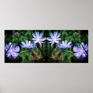 Poster Fleurs de chicorée bleu sauvage miroir Abstrait