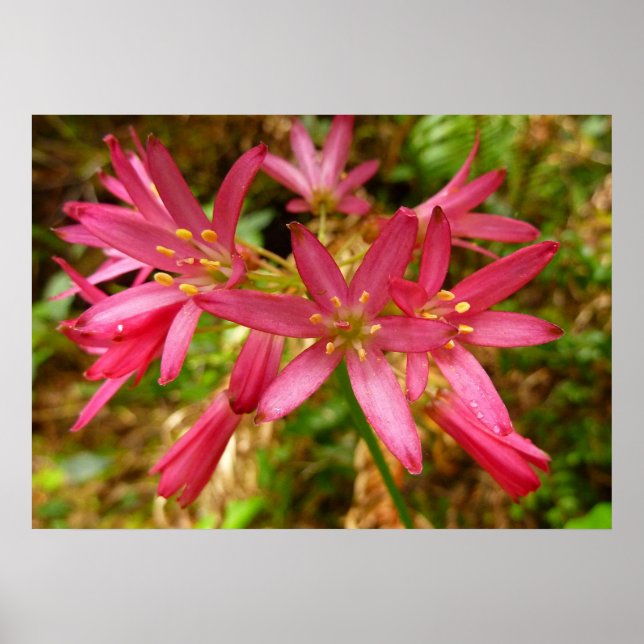 Poster Fleurs de Clintonia Rouge à Redwoods (Devant)