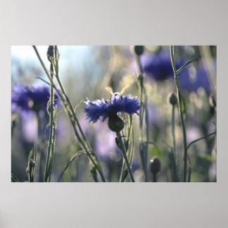 Poster Fleurs de Cornouailles - prairie