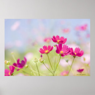 Poster Fleurs de cosmos