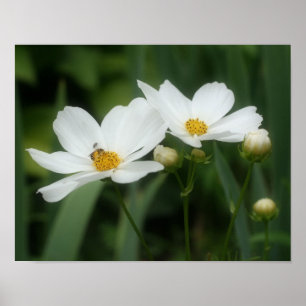 Poster Fleurs De Cosmos Blanches Et Abeilles