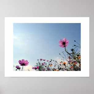 Poster Fleurs de Cosmos du Japon