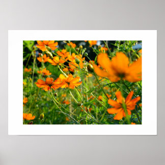 Poster Fleurs de Cosmos Orange : Japon
