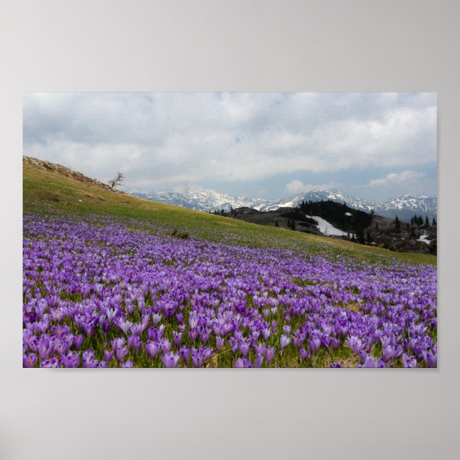Poster Fleurs de crocus à Velika Planina, Slovénie (Devant)