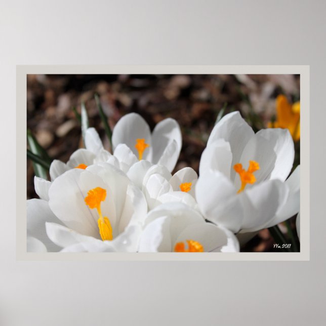 Poster fleurs de crocus blanc (Devant)