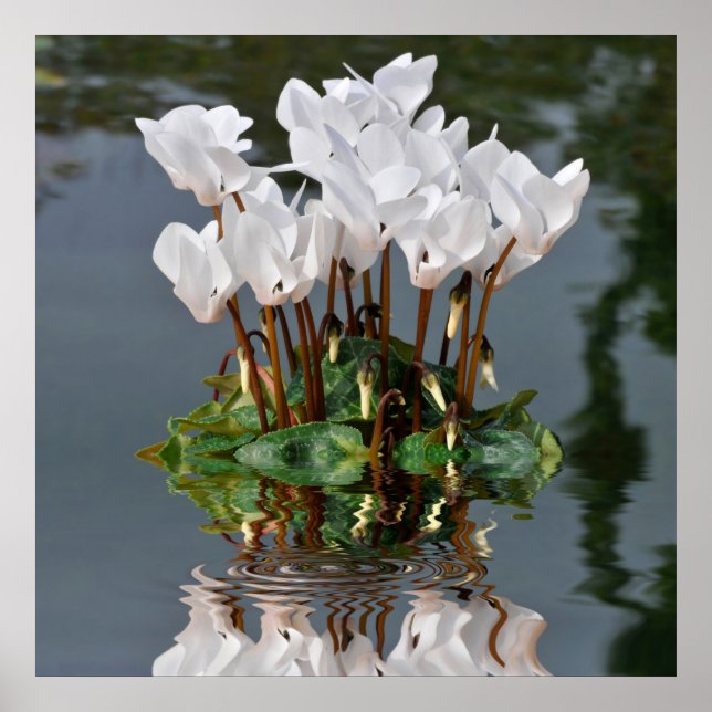 Poster Fleurs de cyclamen blanc dans l'eau (Devant)
