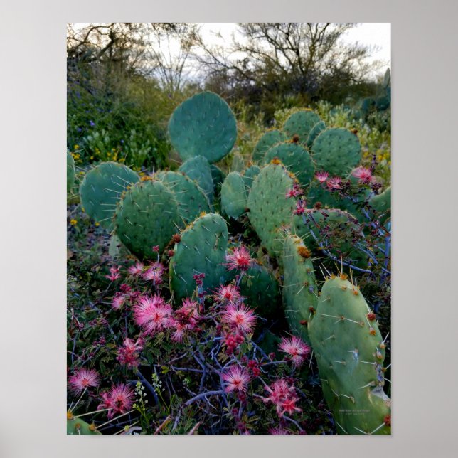 Poster Fleurs de duster rose et cactus de poires (Devant)
