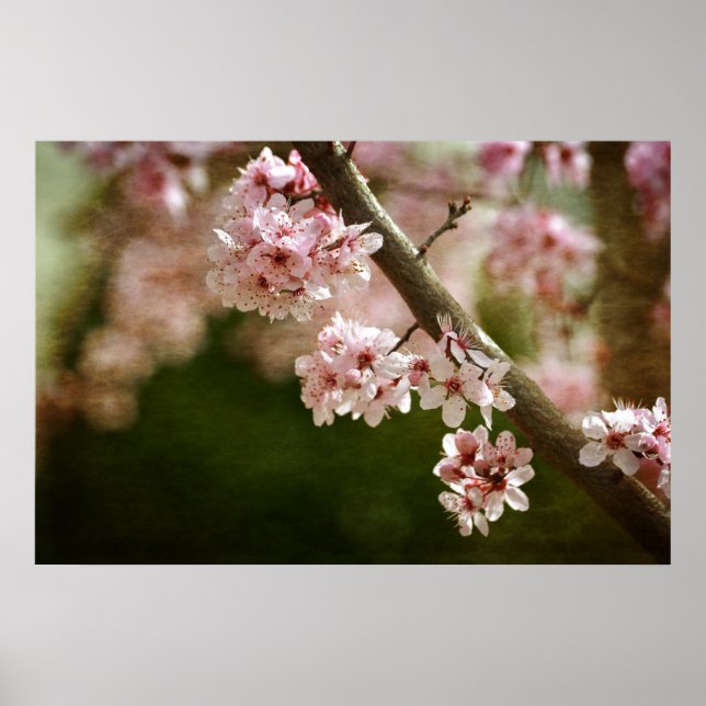 Poster Fleurs de fleurs de cerisier (Devant)