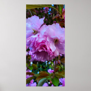 Poster Fleurs de fleurs de cerisier rose