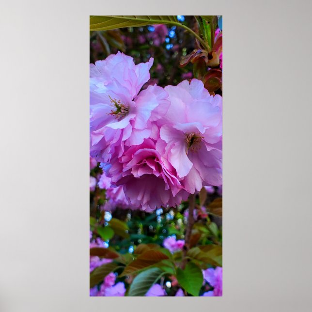 Poster Fleurs de fleurs de cerisier rose (Devant)