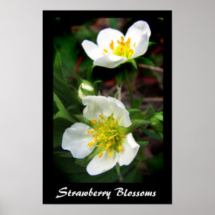 Poster Fleurs de fraise