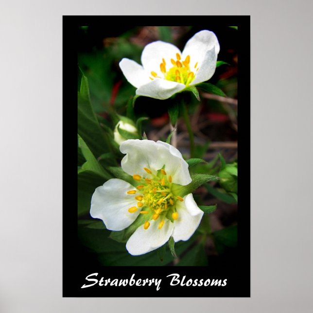 Poster Fleurs de fraises (Devant)