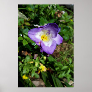 Poster Fleurs de Freesia Violettes