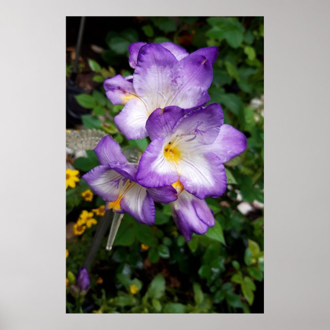 Poster Fleurs de Freesia Violettes (Devant)