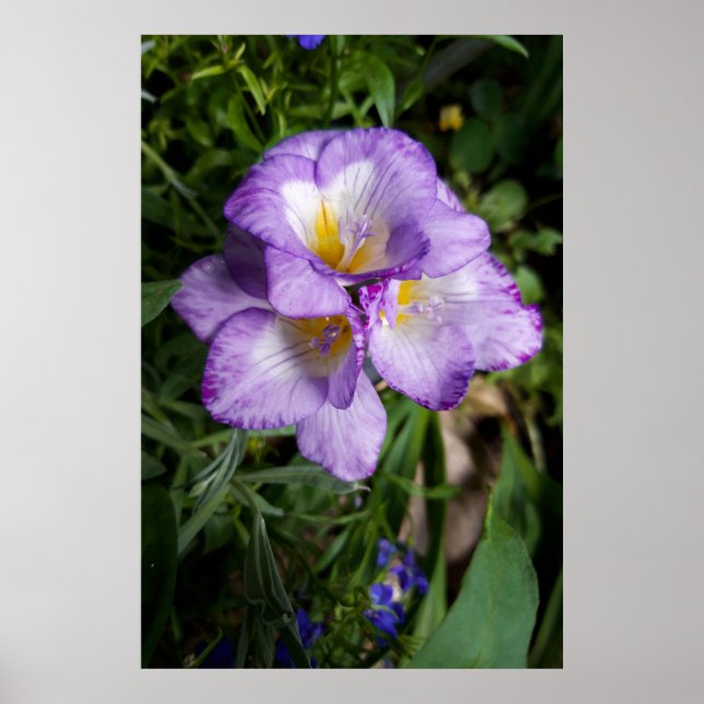 Poster Fleurs de Freesia Violettes (Devant)