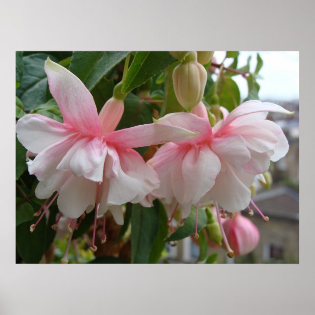Poster Fleurs de Fuschia roses et blanches (Devant)
