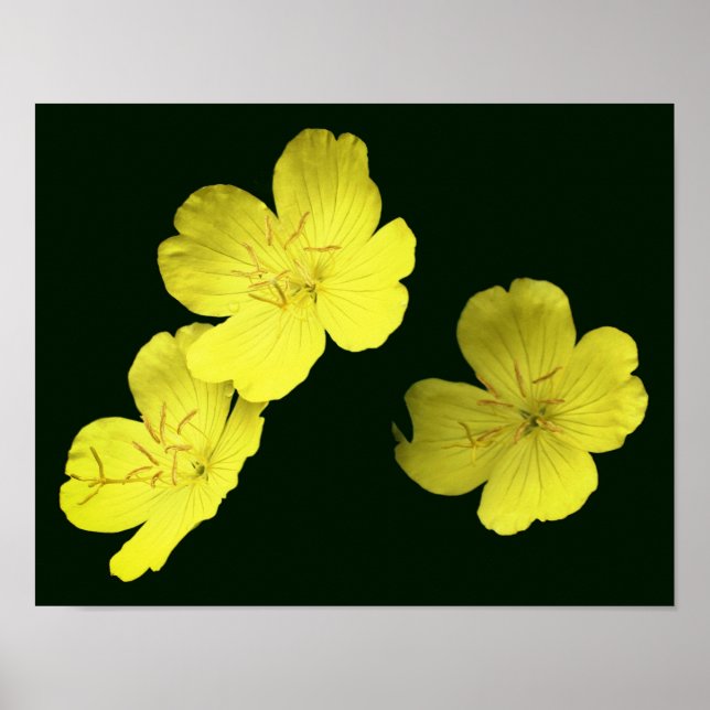 Poster Fleurs de géranium Jaune Flottantes (Devant)