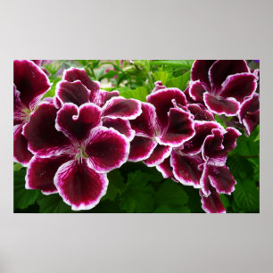 Poster Fleurs de géranium Regal Élégant Maroon Floral Lug