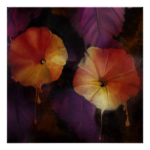 Fleurs de gloire du matin