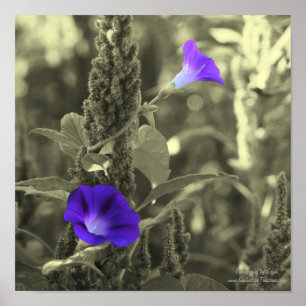 Poster Fleurs de gloire du matin Couleur partielle