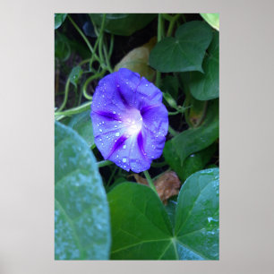Poster Fleurs de gloire du matin, Ipomoea avec gouttes de