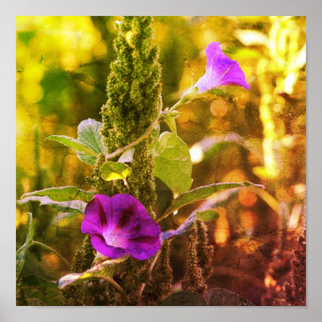 Poster Fleurs de gloire violet sauvage du matin Abstrait (Devant)