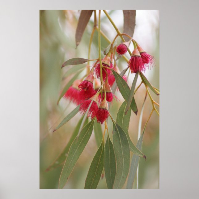 Poster Fleurs de gomme (Devant)