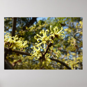 Poster Fleurs de Hamamélis