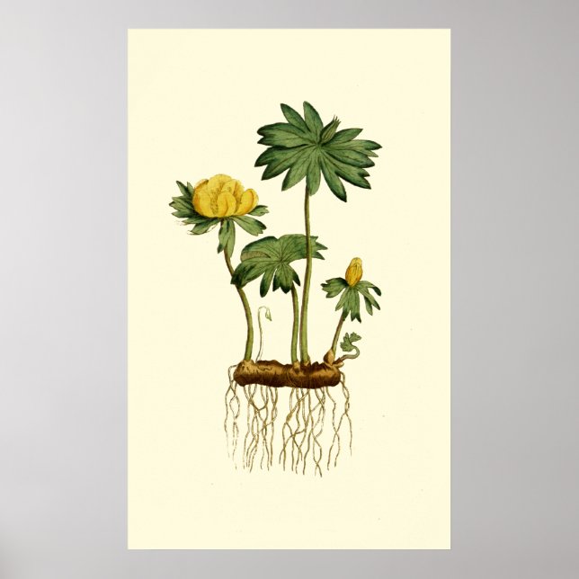 Poster Fleurs de Hellebore d'hiver (Devant)