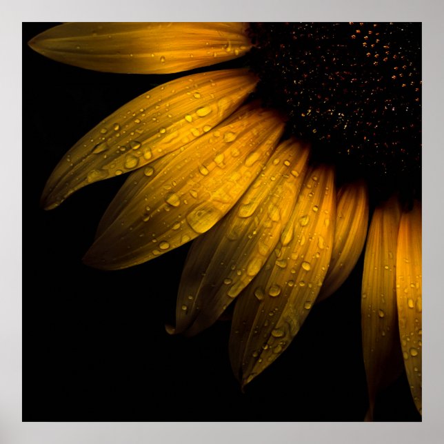 Poster Fleurs de jardin 28 tournesol (Devant)