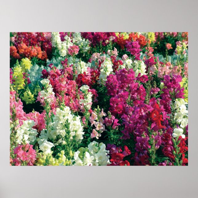 Poster Fleurs de jardin colorées (Devant)