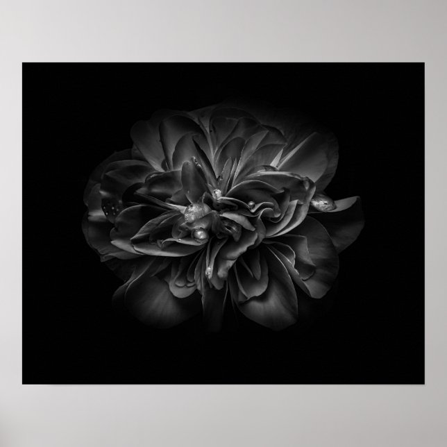 Poster Fleurs De jardin En Noir Et Blanc 67 (Devant)