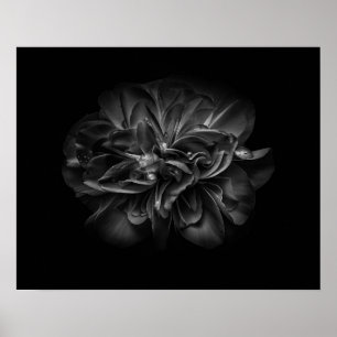 Poster Fleurs de jardin en noir et blanc 67