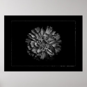 Poster Fleurs de jardin en noir et blanc n° 79 bordure