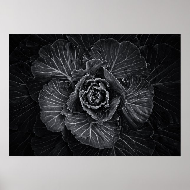 Poster Fleurs De jardin En Noir Et Blanc No 108 (Devant)