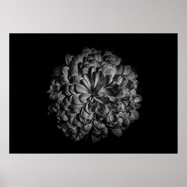 Poster Fleurs De jardin En Noir Et Blanc No 48 (Devant)
