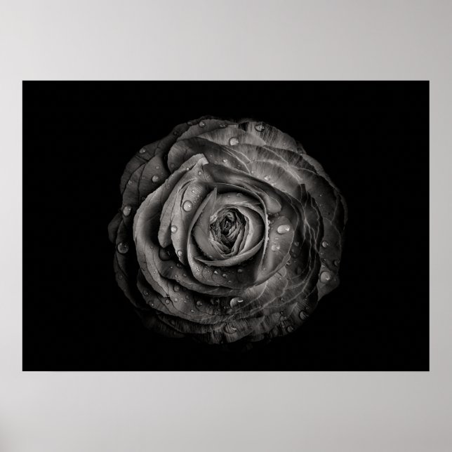 Poster Fleurs De jardin En Noir Et Blanc No 72 (Devant)