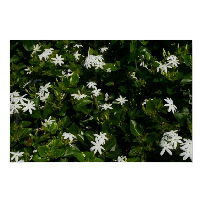 Poster Fleurs de jasmin Botanique tropicale florale (Devant)