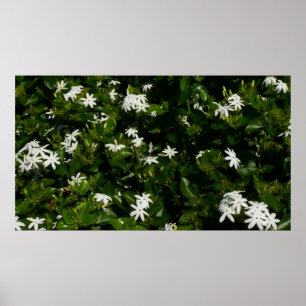 Poster Fleurs de jasmin Botanique tropicale florale