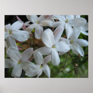Poster Fleurs de jasmin rose