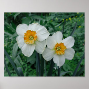 Poster Fleurs de jonquille