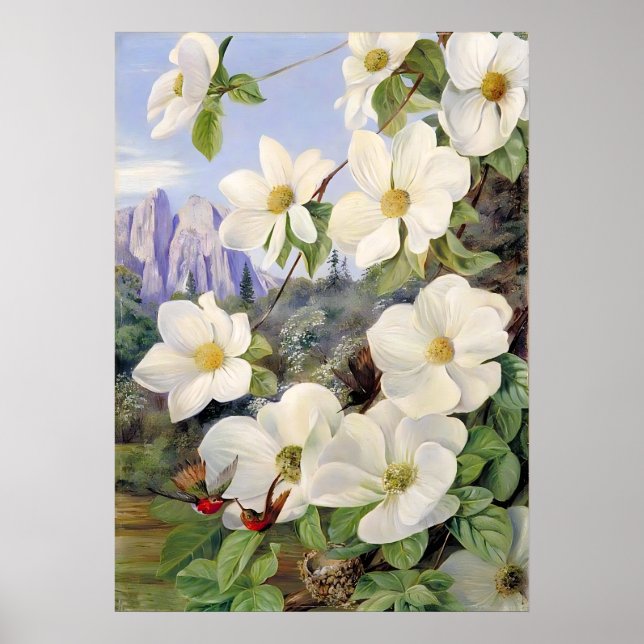 Poster Fleurs de la Californie par Marianne North (Devant)