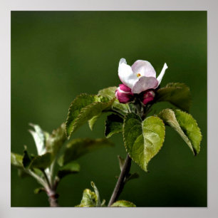 Poster Fleurs de la Virginie Apple